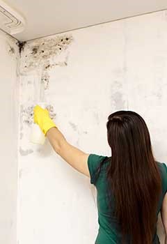 Residential Mold Remediation, Holmby Hills